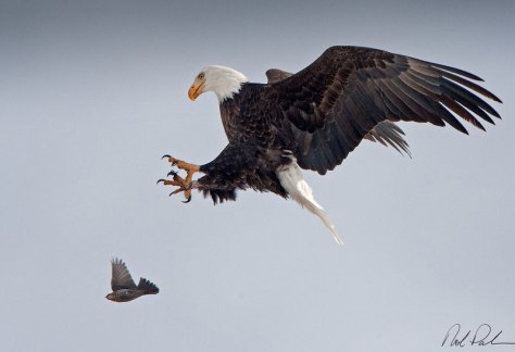 rob-palmer-bald-eagle